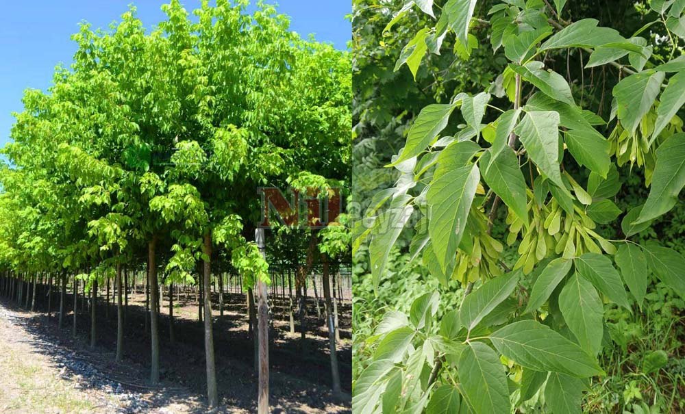 Acer negundo/Akçaağaç