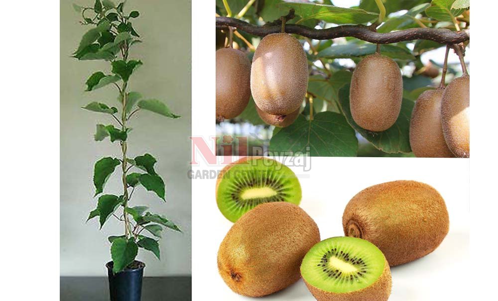 Actinidia deliciosa/Kivi