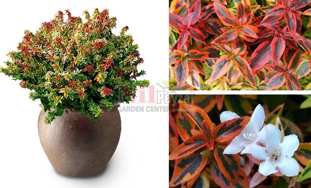 Abelia grandiflora ‘Kaleidoskope’/Alacalı Güzellik Çalısı