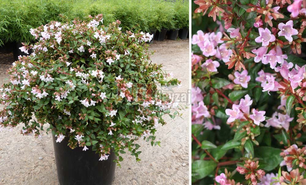 Abelia grandiflora ‘Edward’/Güzellik Çalısı