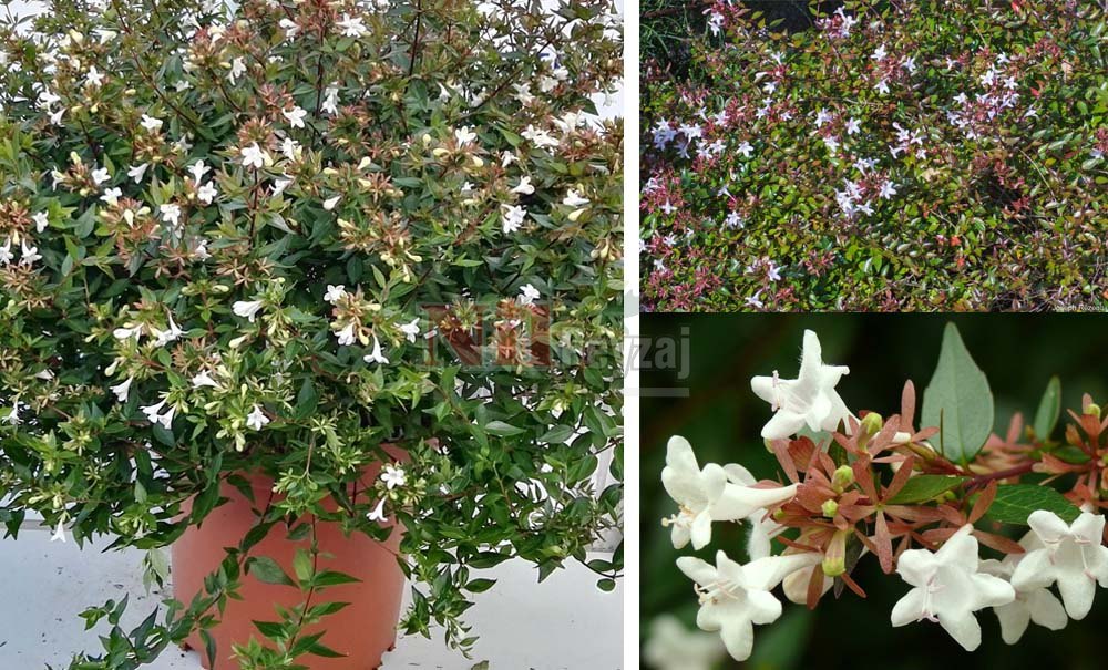 Abelia x grandiflora ‘Prostrata’/Güzellik Çalısı