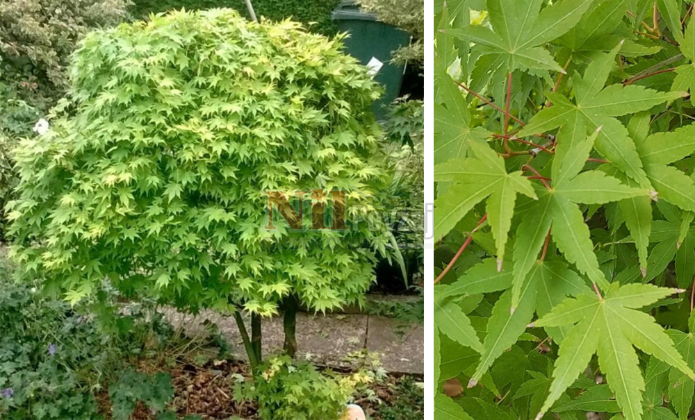 Acer palmatum/Japon Akçaağacı