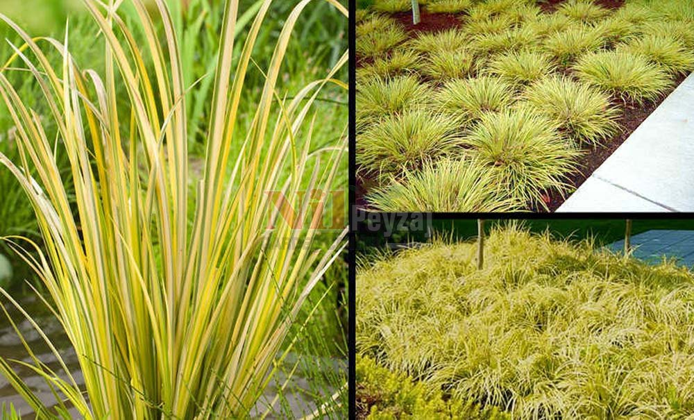 Acorus gramineus ogon gold