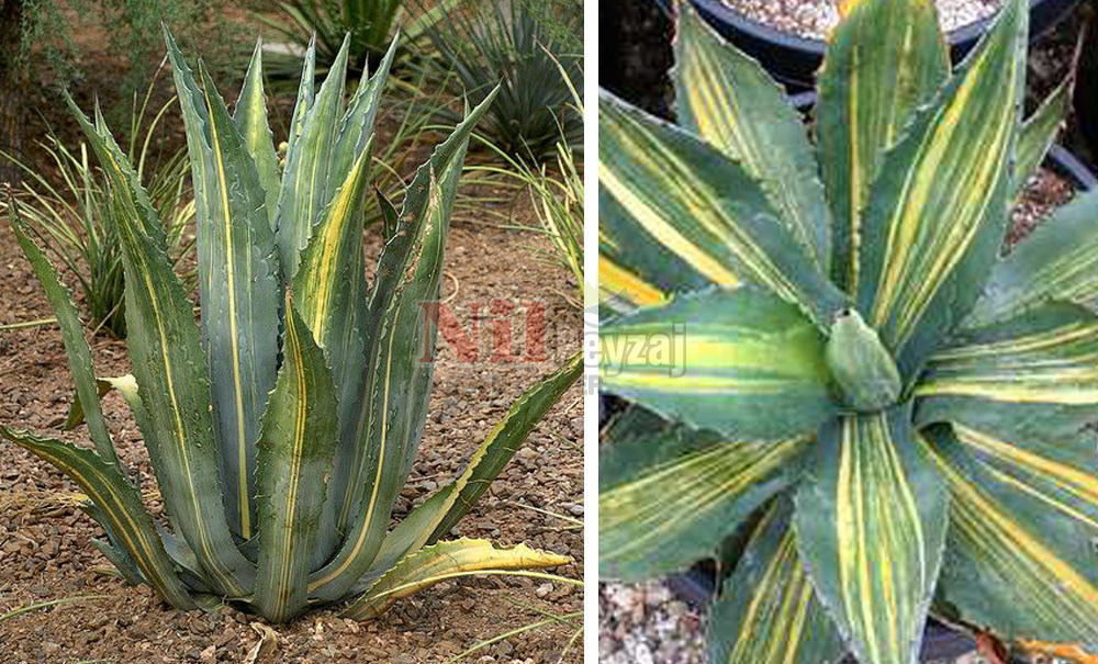 Agave americana striata/Çizgili Sabırlık