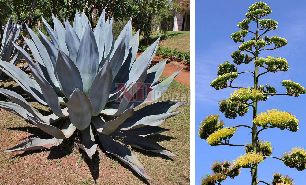Agave americana/Sabırlık