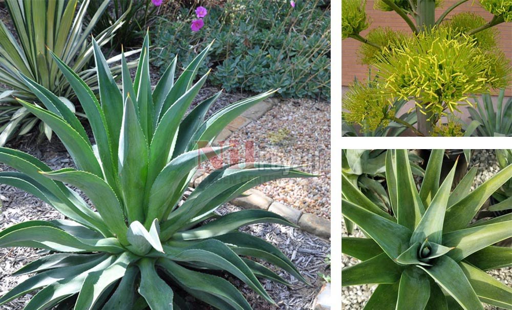 Agave desmettiana/İbrik Yapraklı Sabırlık