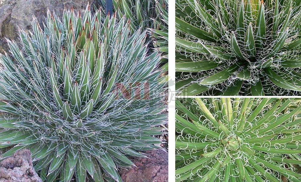 Agave filifera/Lifli Agav