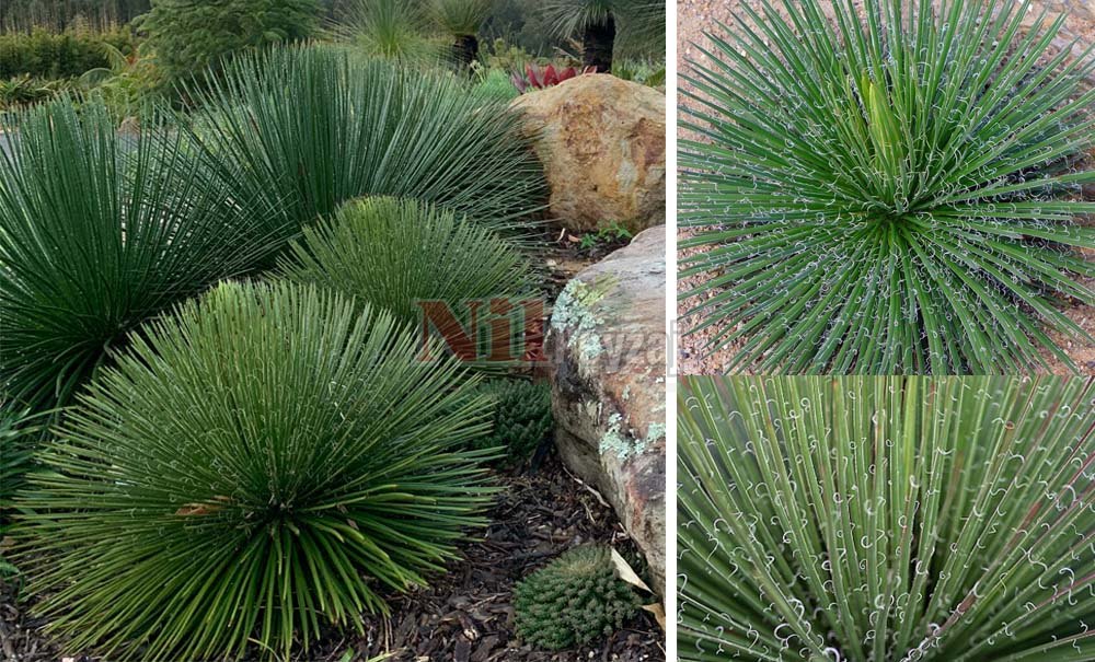 Agave geminifolia /İnce Yapraklı sabırlık