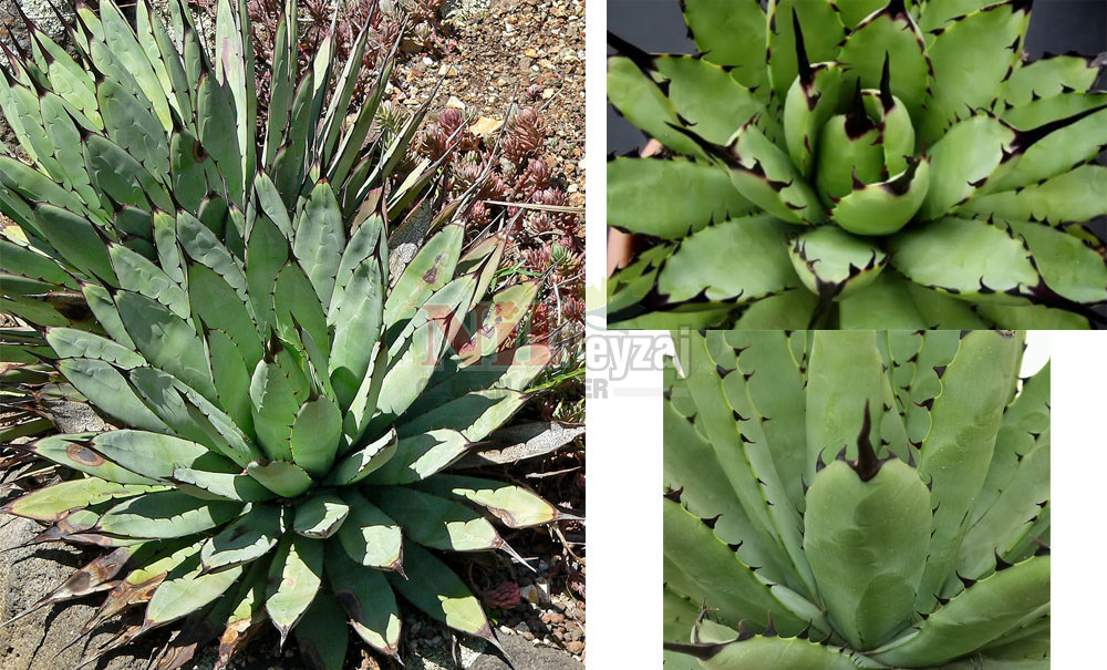 Agave macrocantha/Büyük Dikenli Sabırlık