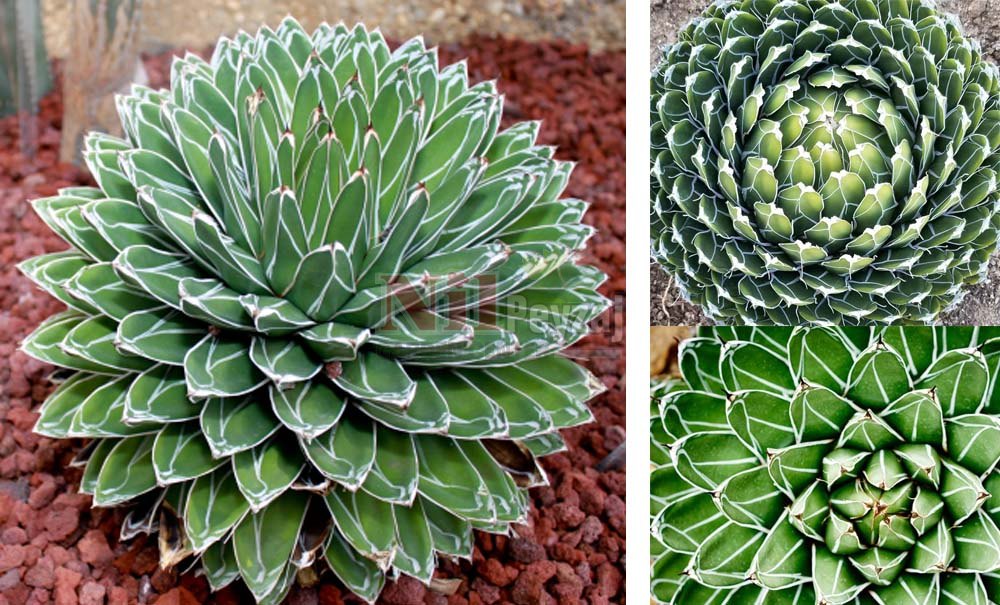 Agave victoriae reginae/Kraliçe Viktorya Agavı