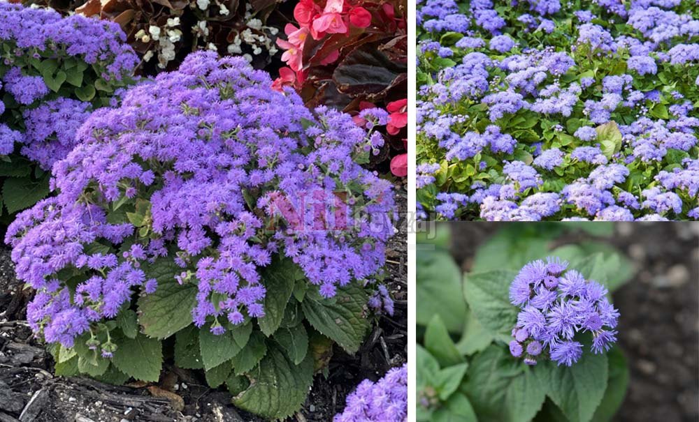Ageratum houstonianum/Vapur dumanı