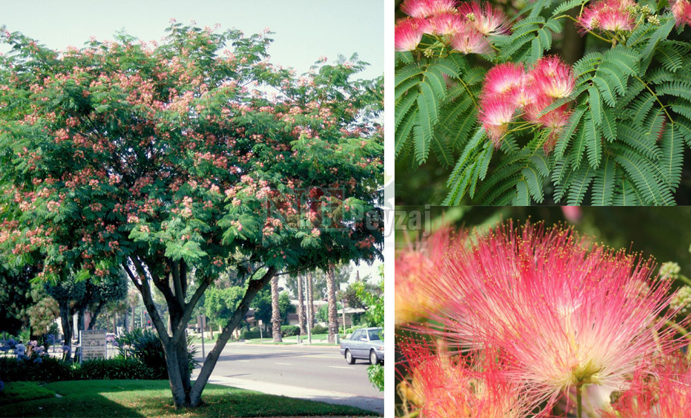 Albizia julibrissin/Gül ibirişim