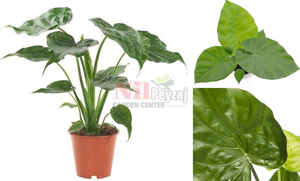 Alocasia macrorrhiza/Fil Kulağı