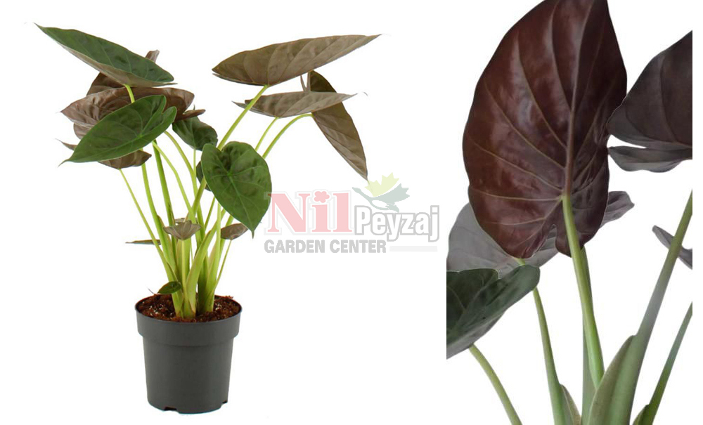 Alocasia wentii/Fil Kulağı