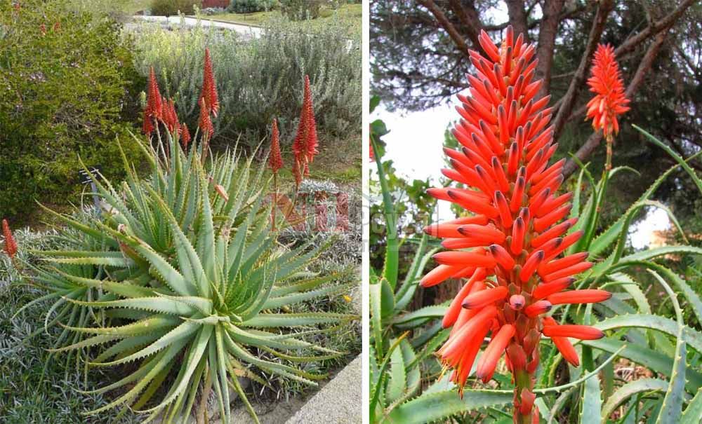 Aloe arborescens/Testere Bitkisi