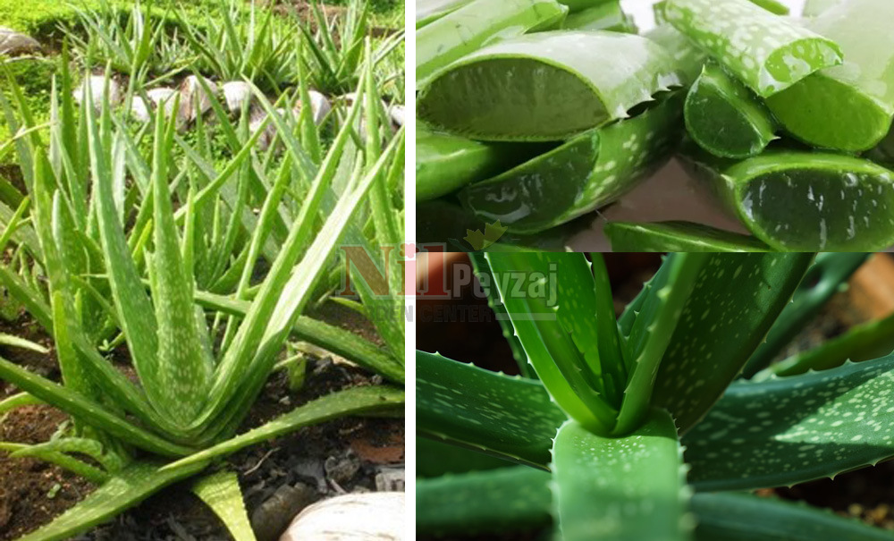 Aloe vera/Sarı Sabır