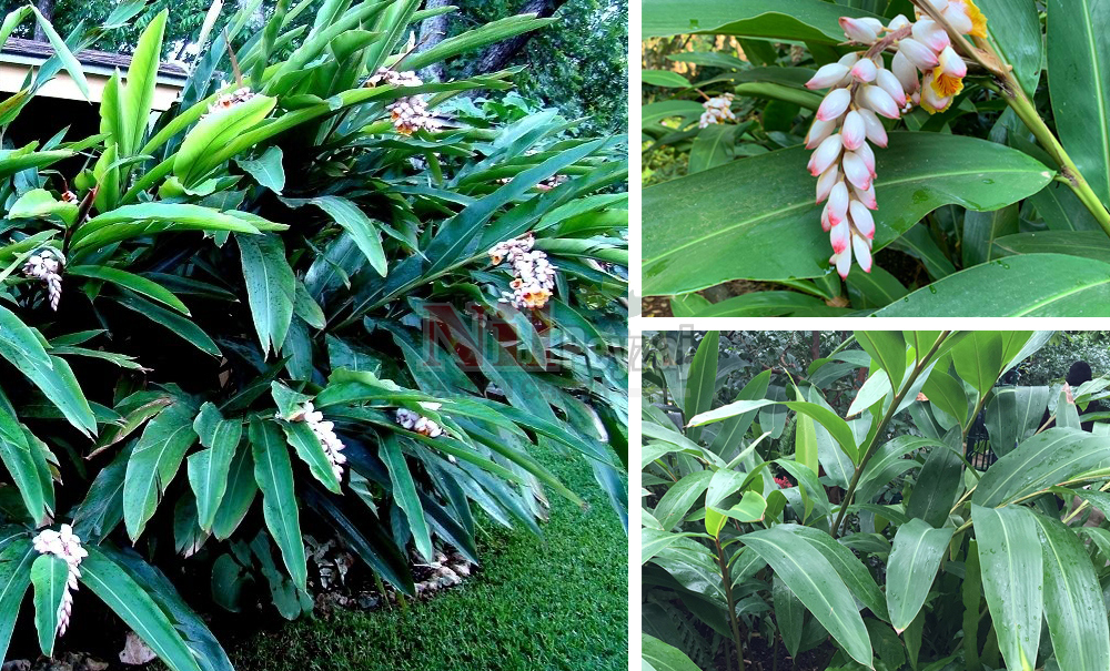 Alpinia zerumbet/Alpinia