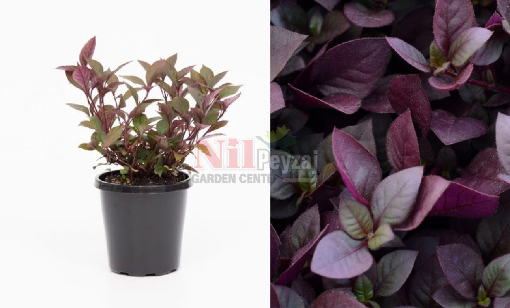 Alternanthera ficoidea/Alternanthera