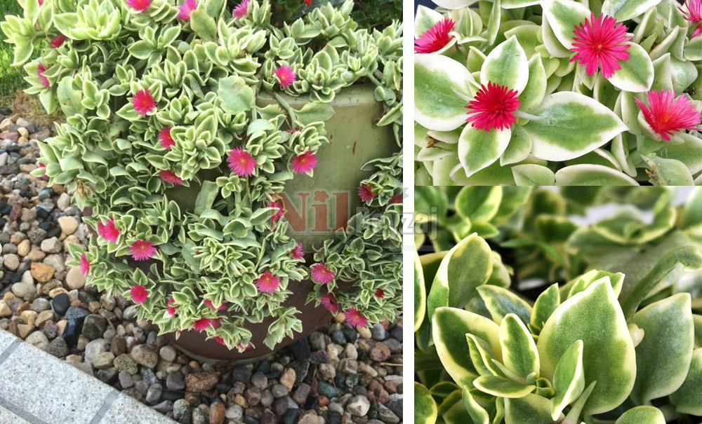 Aptenia cordifolia variegata/Alacalı Buz Çiçeği