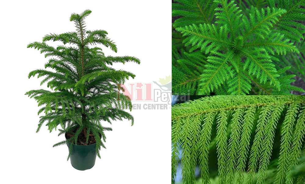 Araucaria heterophylla/Salon Çamı