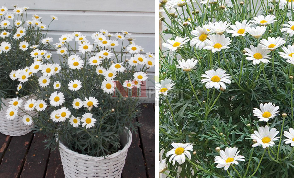 Argyranthemum angelic/ Papatya-Everest (BEYAZ)