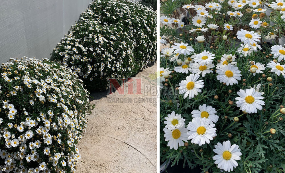 Argyranthemum frutescens/Papatya -Beyaz