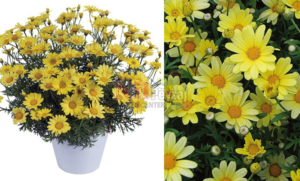 Argyranthemum frutescens/Papatya-Sarı