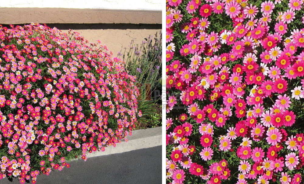 Argyranthemum frutescens/Papatya-Rose