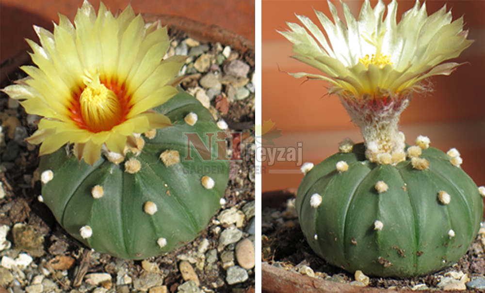Astrophytum nudum