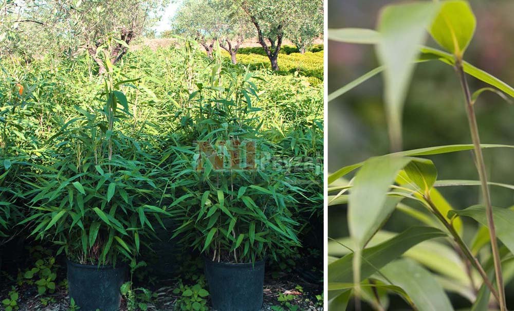 Bambusa metake ‘Nana’/Bodur Bambu