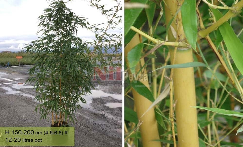 Bambusa vivax ‘Aureocaulis’