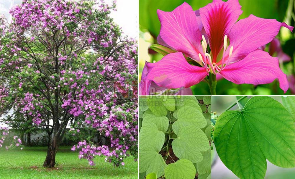 Bauhinia sp./Orkide Ağacı