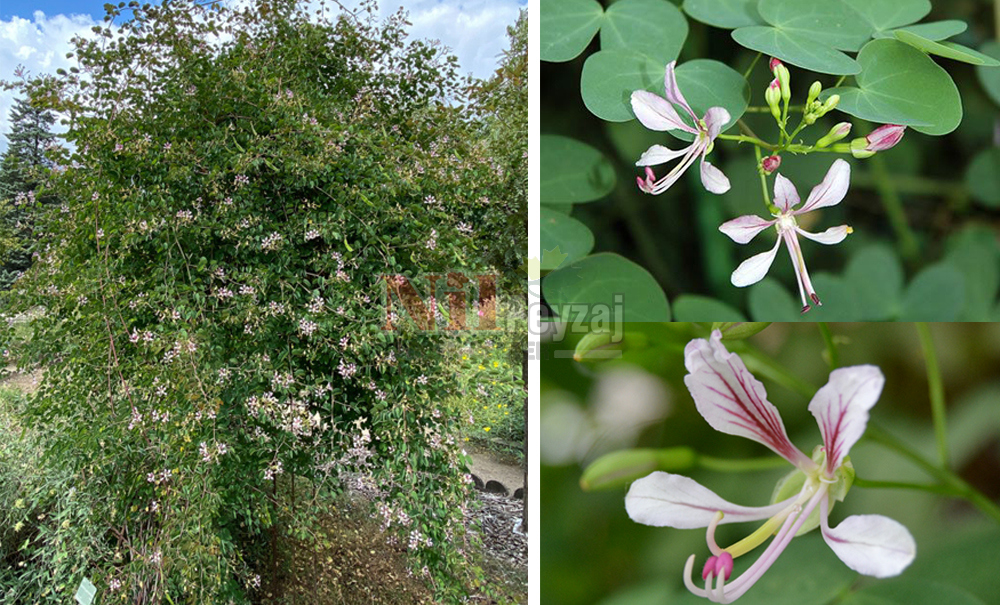 Bauhinia yunnanensis/Sarmaşık Orkide