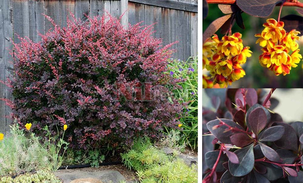 Berberis thunbergii atropurpurea/Hanım Tuzluğu