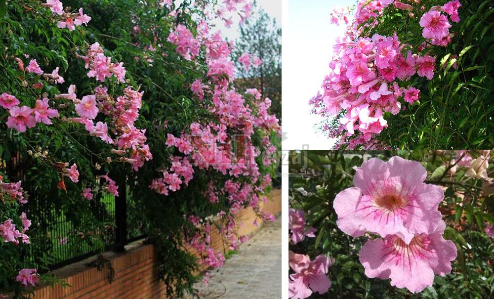 Bignonia rosea/Pembe Trompet Çiçeği