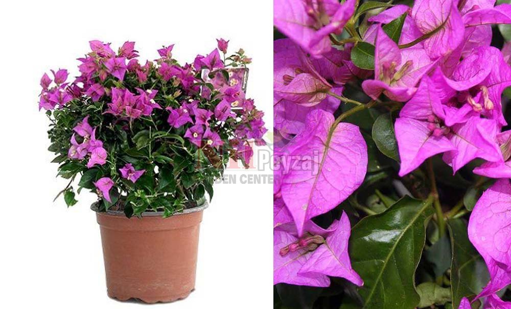 Bougainvilea spectabilis/Begonvil Çalılar
