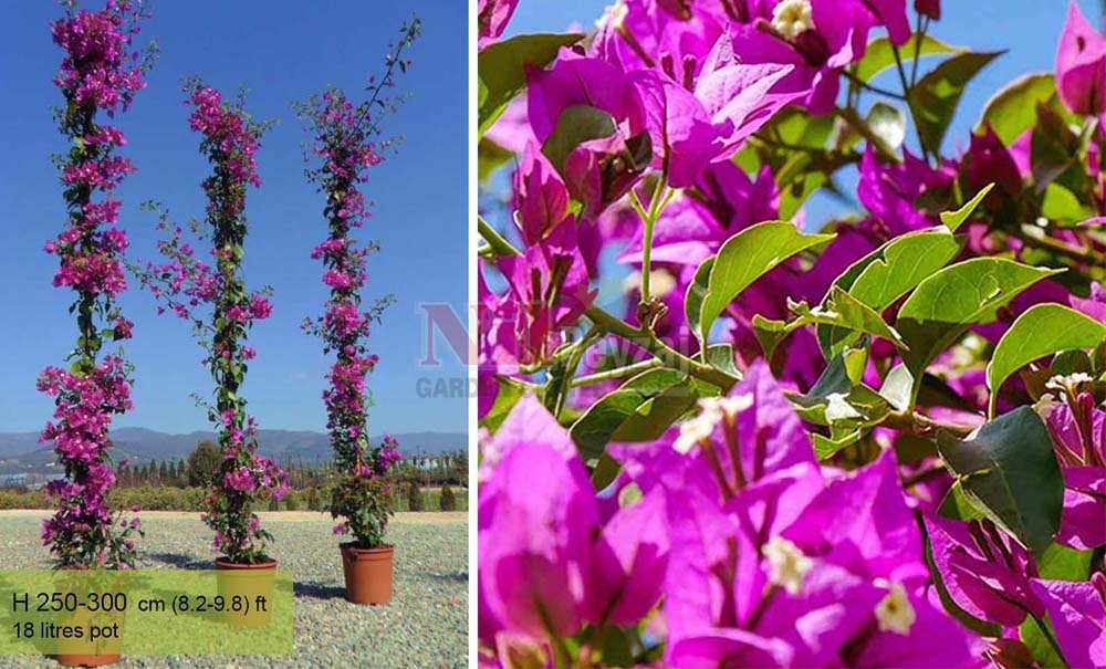 Bougainvilea spectabilis/Begonvil-sarmaşık