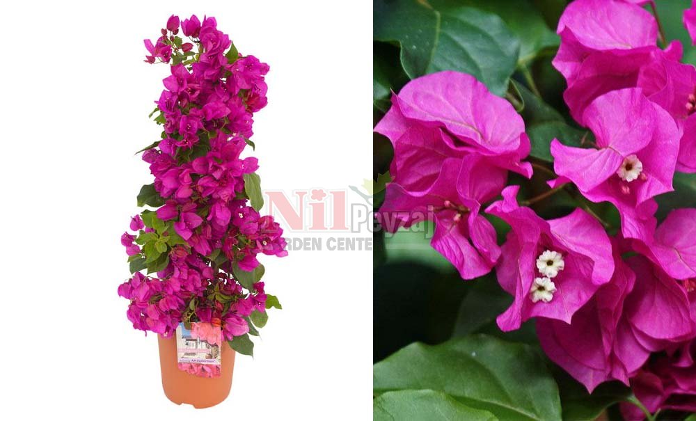 Bougainvillea ‘Deep Purple’/Bodur Begonvil