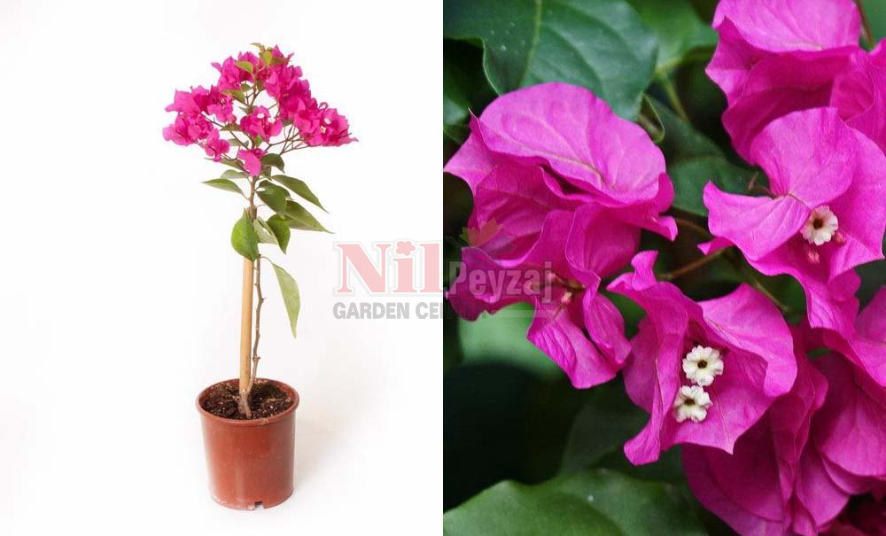 Bougainvillea ‘Deep Purple’/Bodur Begonvil (Tige)