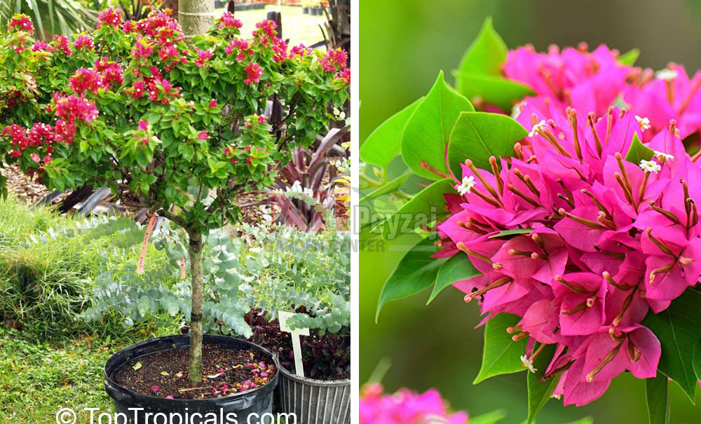 Bougainvillea glabra ‘Mini Thai’/Tige