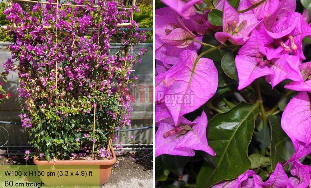 Bougainvillea glabra/Klasik Begonvil-Örgülü
