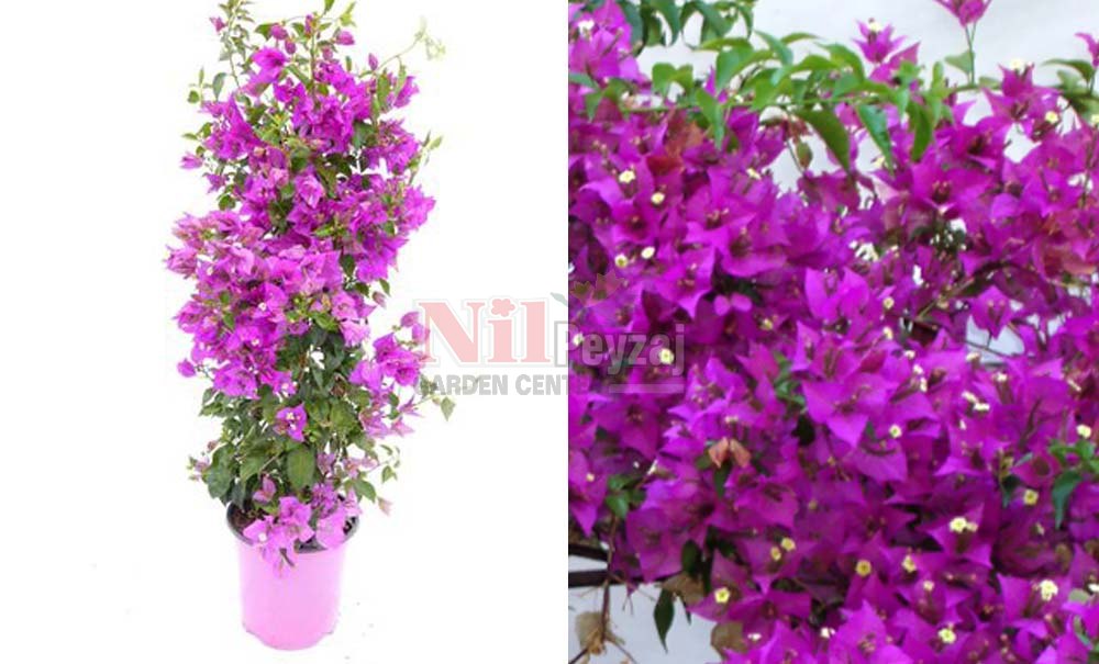 Bougainvillea glabra/Klasik Begonvil
