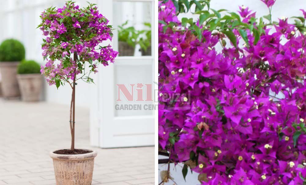 Bougainvillea glabra/Klasik Begonvil (Tige)