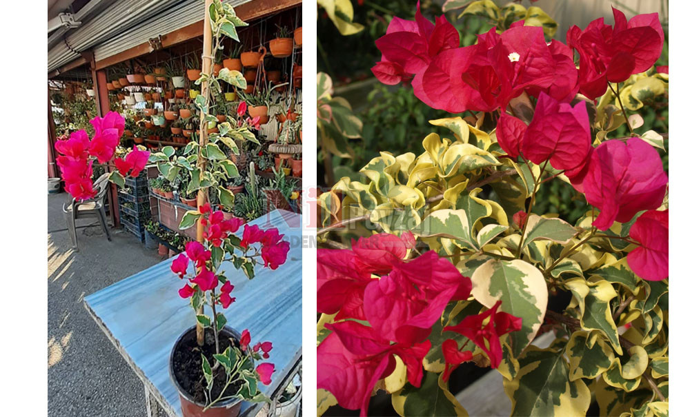 Bougainvillea spectabilis variegata/Alacalı Begonvil -Pembe