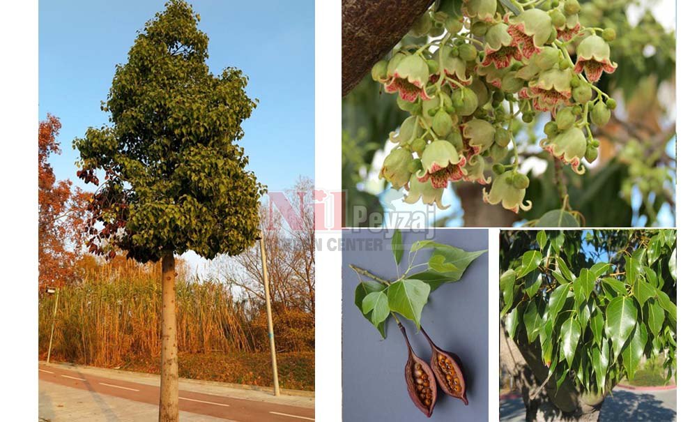 Brachyton populneus/Japon Kavağı