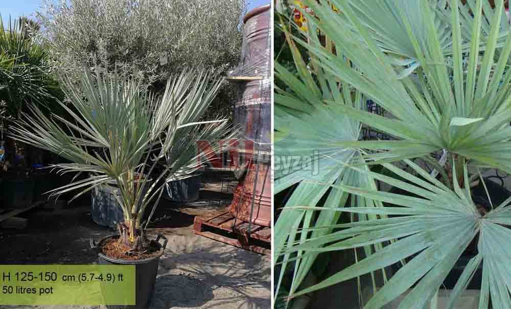 Brahea armata/Mavi Palmiye