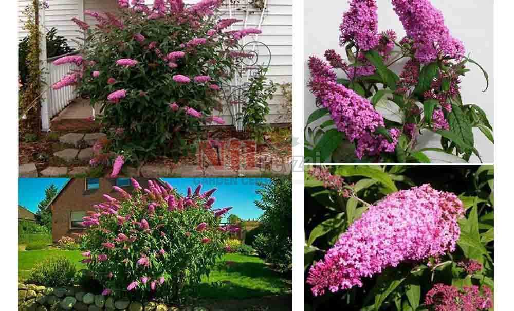 Buddleja davidii/Kelebek Çalısı