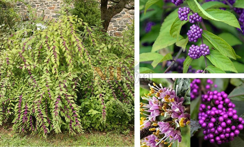 Callicarpa bodinieri/Mor inci çalısı