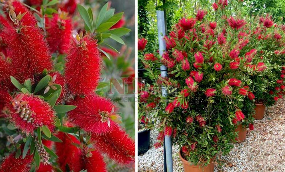 Callistemon leavis/Bodur Fırça Çalısı