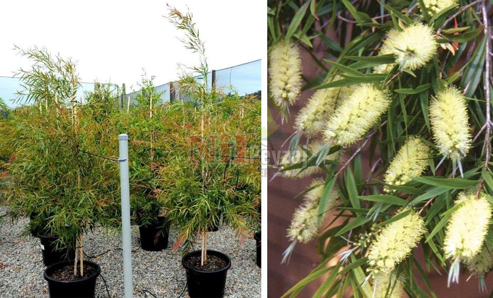 Callistemon salignus/Fırça Çalısı-Tij